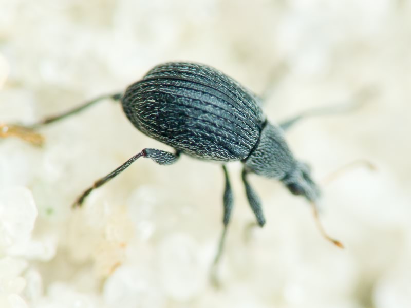 Apionidae Schönherr, 1823